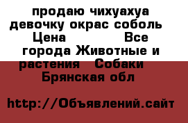 продаю чихуахуа девочку,окрас соболь › Цена ­ 25 000 - Все города Животные и растения » Собаки   . Брянская обл.